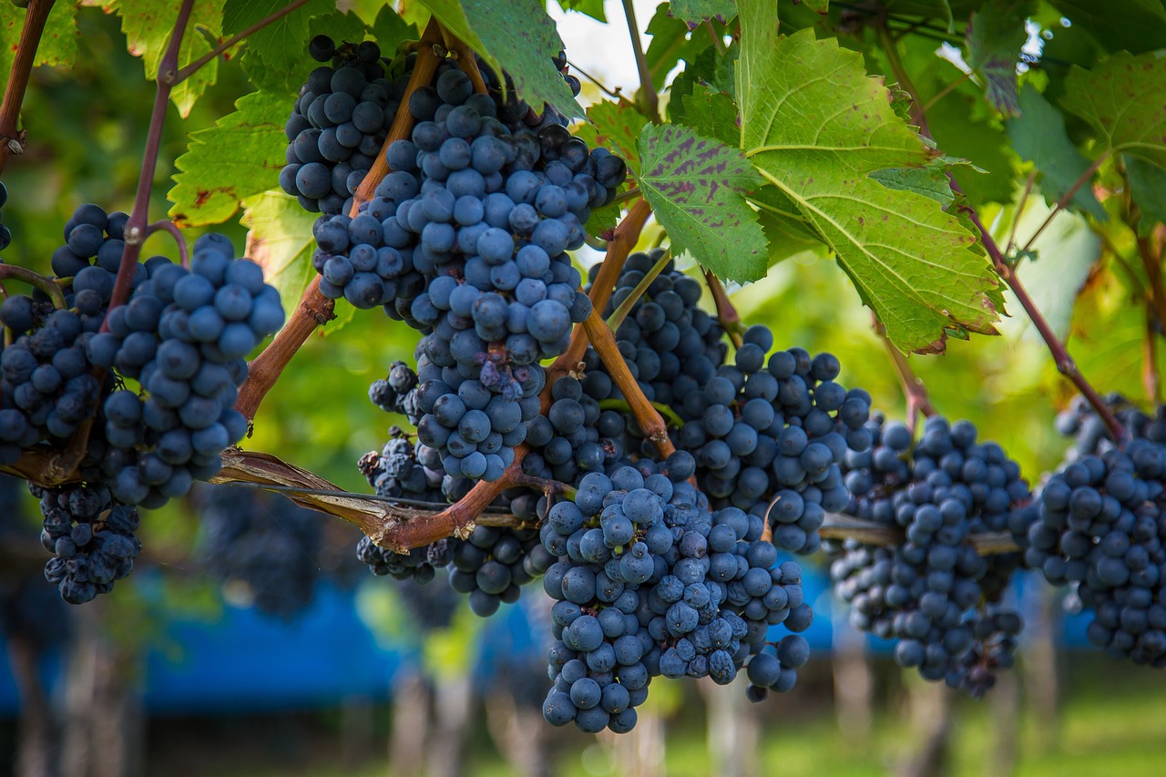 A Guide to the Best Wine Regions in the Southern Hemisphere